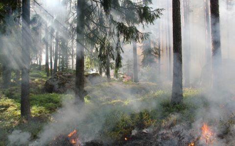 Пожар охватил 500 гектаров Бузулукского бора в Самарской области