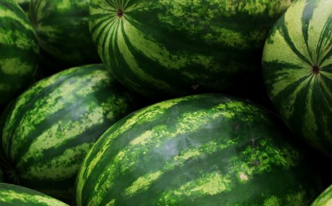 Приморцы смогут закупиться сладкими и сочными арбузами