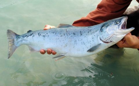 В Магаданской области изменили режим «проходных дней» для рыбаков