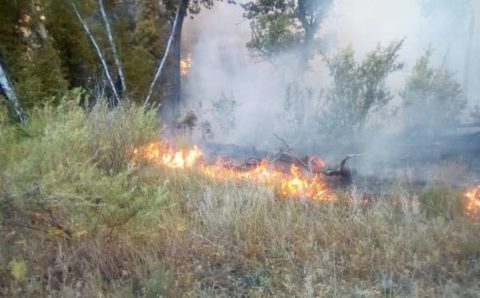 Лесные пожары вспыхнули в Саратовской области