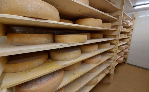 Ярославсий сыр оценили на европейском международном конкурсе