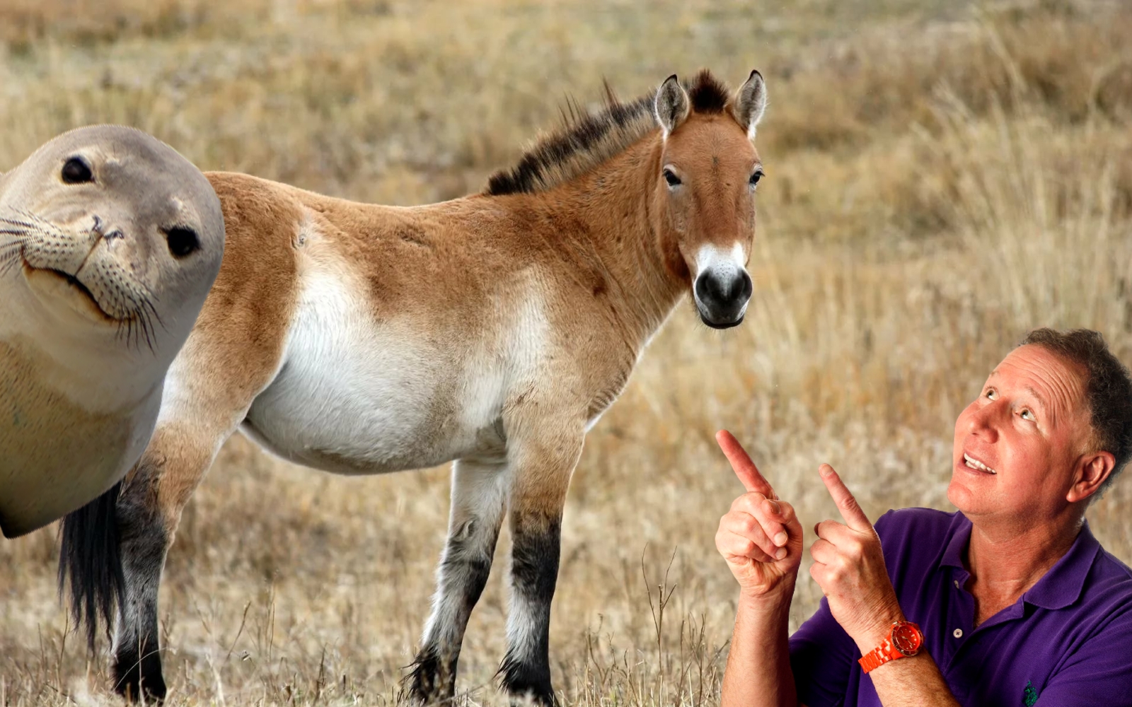 Как СМИ выдумали исчезновение лошади Пржевальского