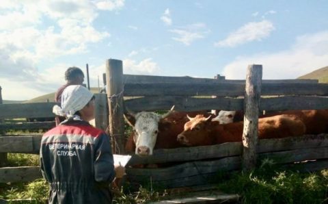 Вакцину против кожной бугорчатки везут в Забайкалье