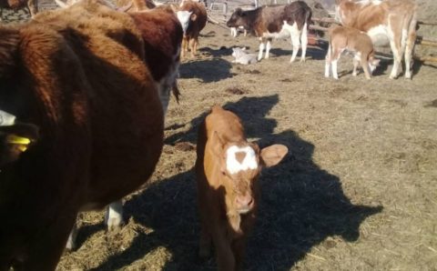 Животных вновь позволили вывозить из Читы