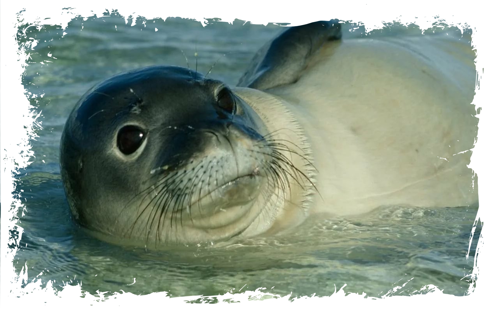 На побережье Каспийского моря в Махачкале нашли туши 700 мертвых тюленей