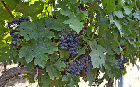 Кубанские производители вина попали в список лучших в мире