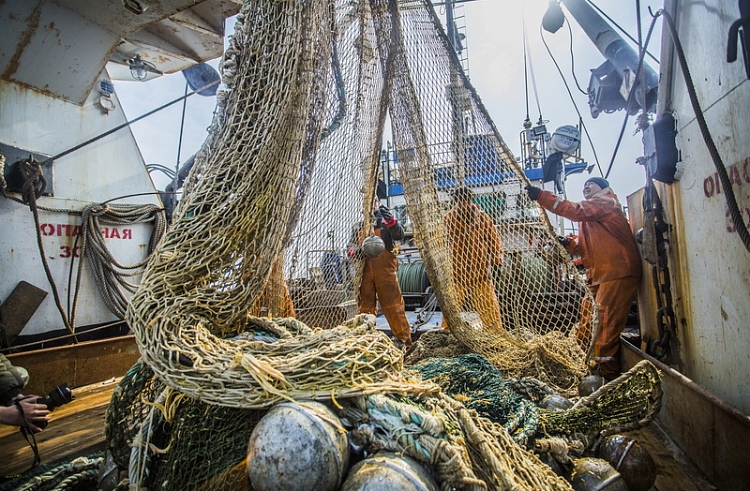 Приморские рыбаки выловили более 225 тонн красной рыбы