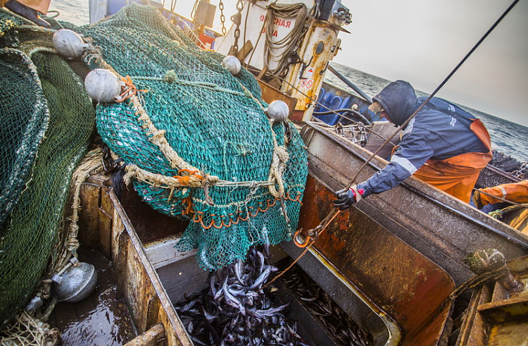 Приморские рыбаки принялись ловить сельдь