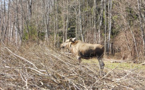 В Ярославской области начался гон лосей