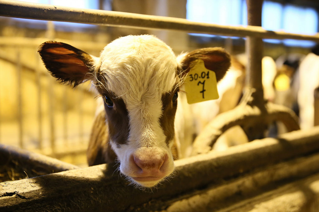 На развитие семейной фермы в Мурманской области выделят гранты