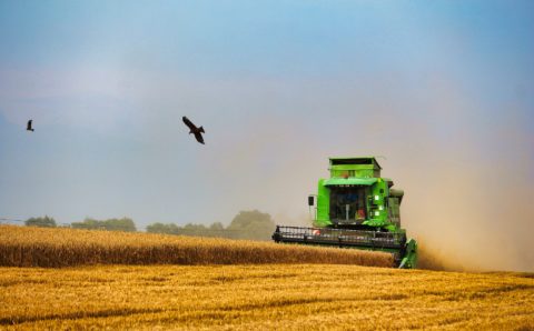 Уборка урожая кукурузы началась в Тамбовской области