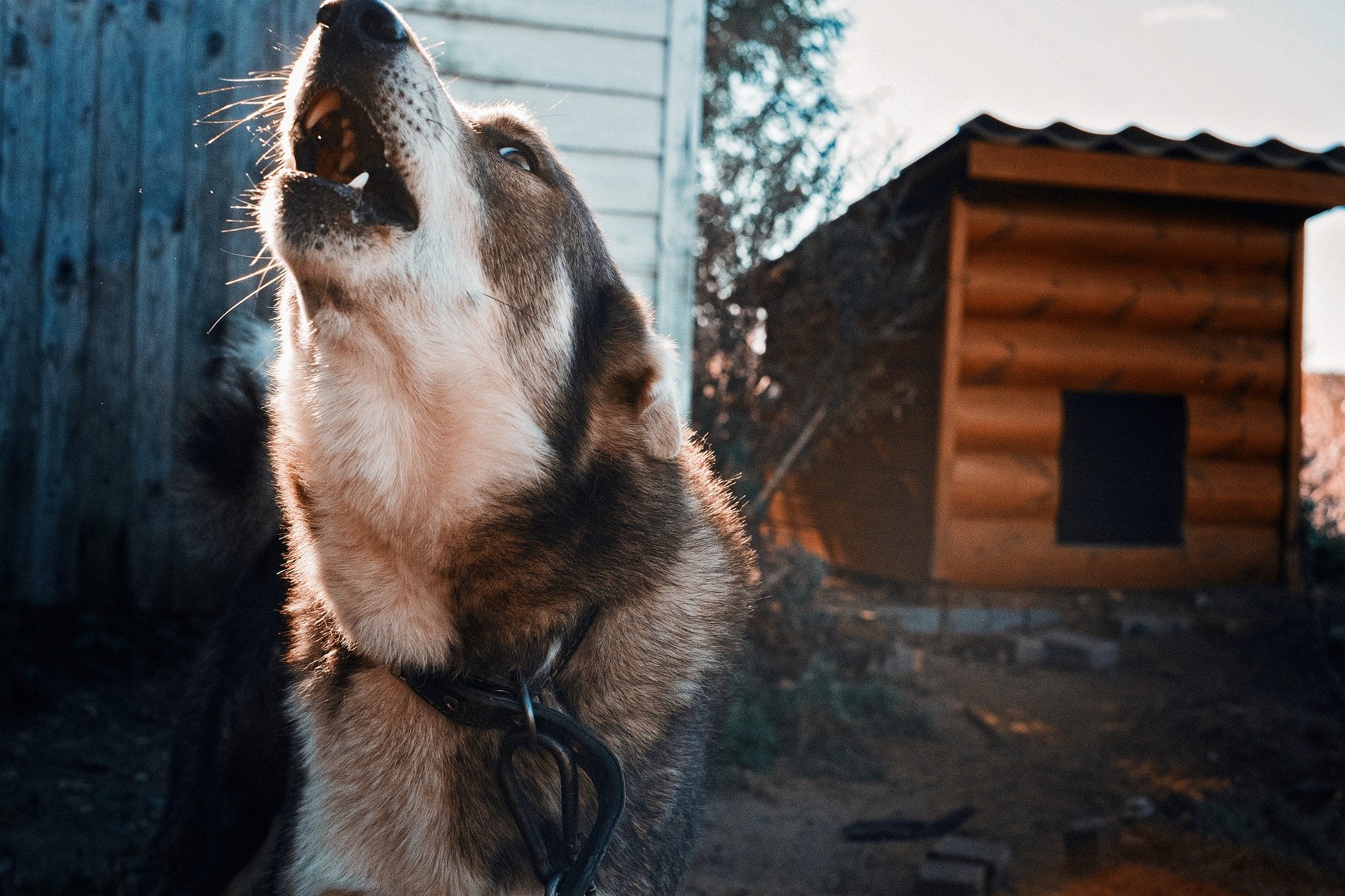 Бродячих собак в Дальнереченске отправят в питомник