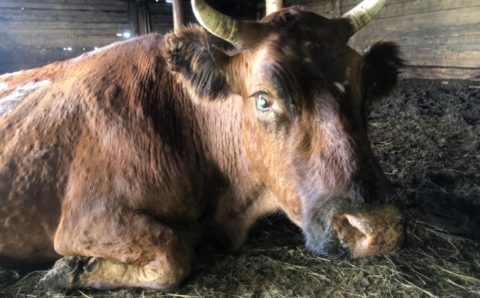 Кожная бугорчатка поразила десятки животных в Забайкалье