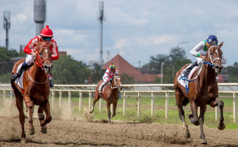 На Кубани пройдут скачки в честь образования края