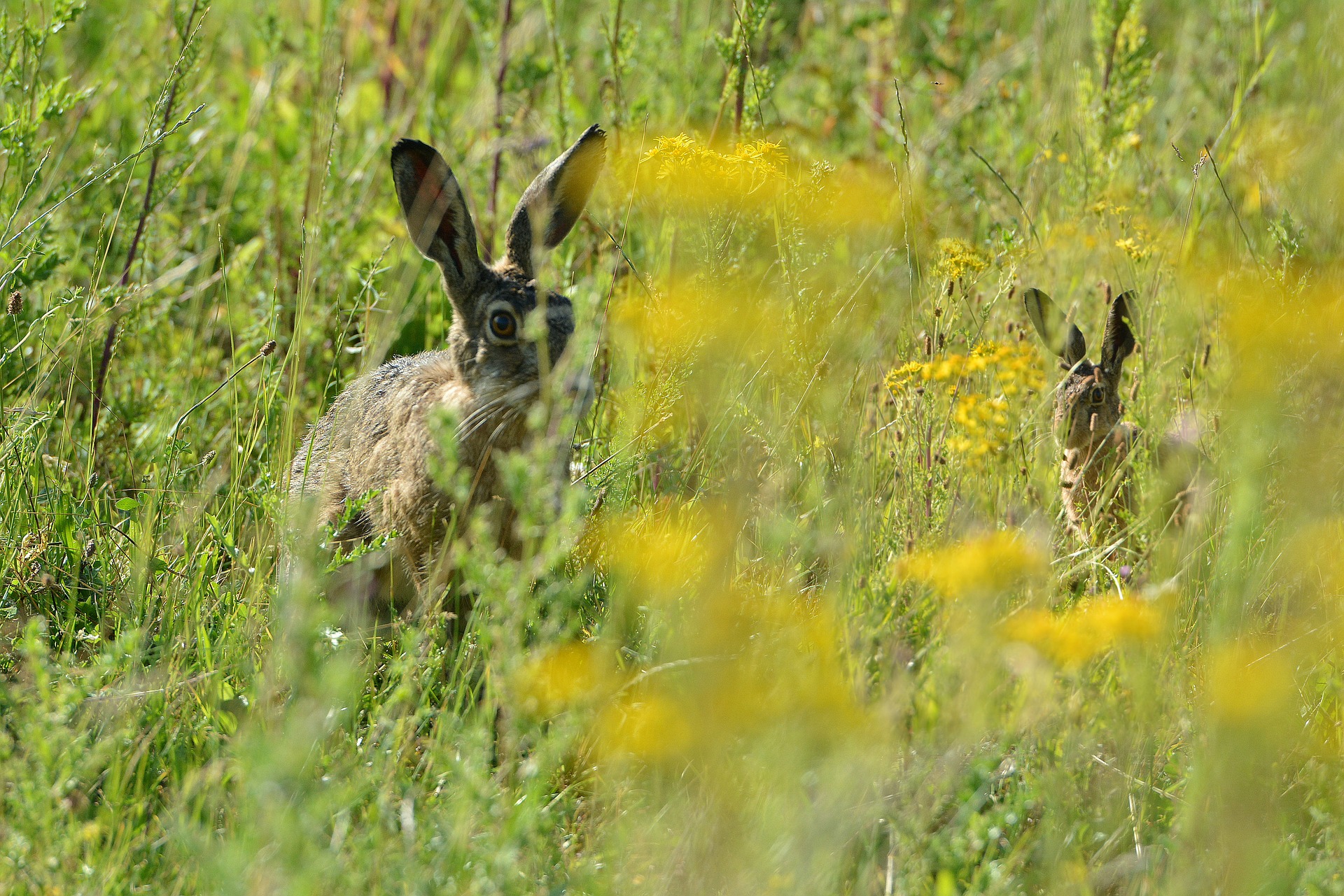 Сезон охоты на зайцев и лисиц открыли в Ярославской области