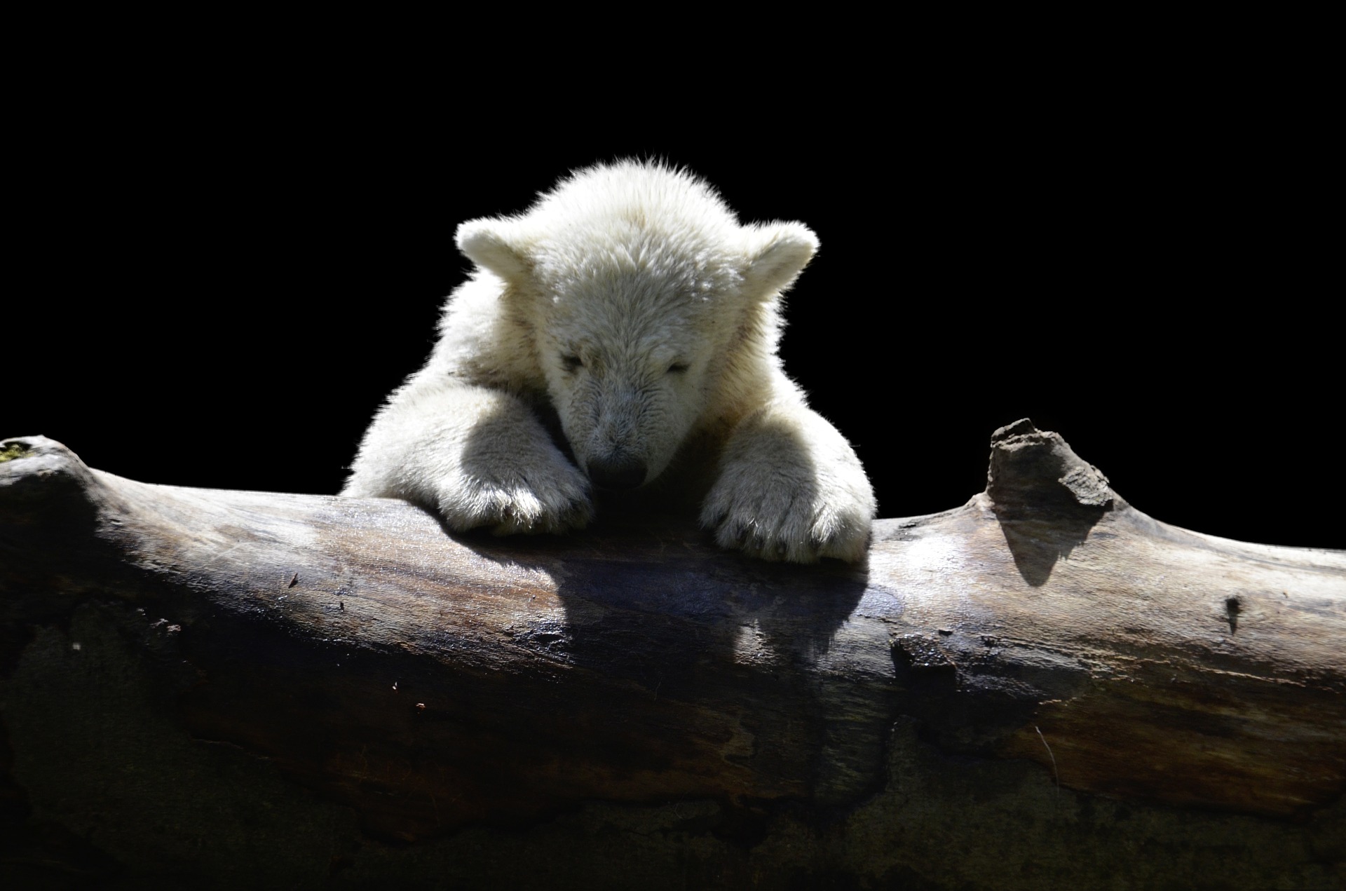 Белый медвежонок вышел к людям на севере Красноярского края
