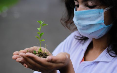 В Новосибирской области высадили 12 тысяч саженцев