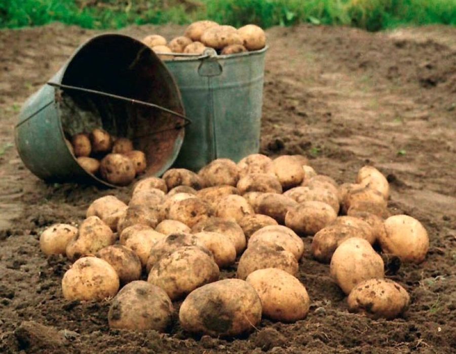 Иркутские аграрии насобрали 15 тысяч тонн картофеля