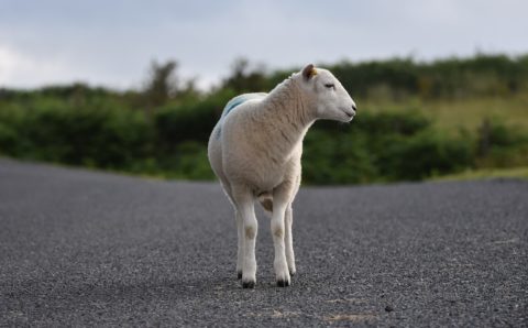 Вдоль трассы М8 установят ограждение для животных