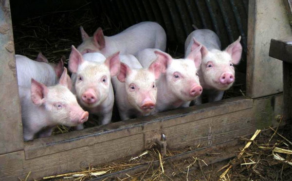 Очаги африканской чумы свиней купировали в Саратовской области