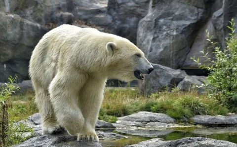 Белый медведь бродит в столице Чукотки