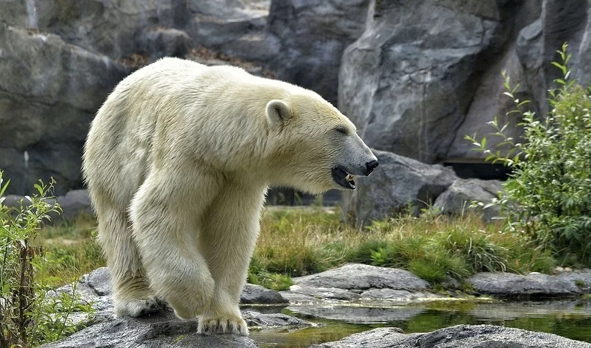 Белый медведь бродит в столице Чукотки