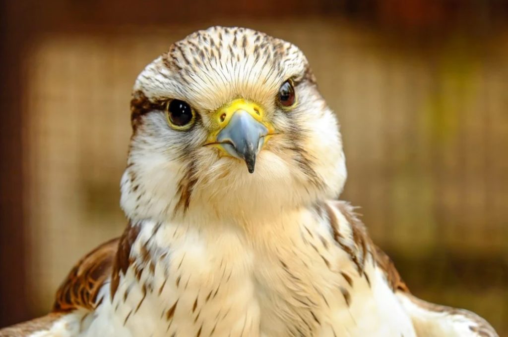 Второй в России соколиный центр появится на Ямале