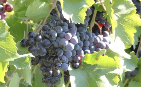 С 2022 года правительство начнет субсидировать виноградники