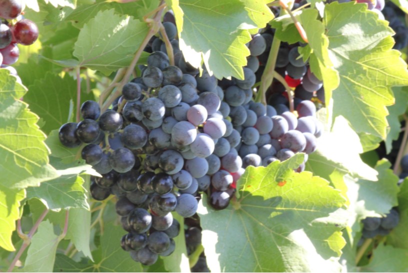 На развитие виноградников Ставрополья выделили больше 100 млн рублей