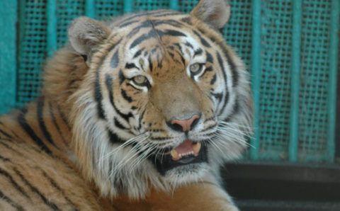 Тигры Оззи и Бритни стали самыми красивыми в липецком зоопарке