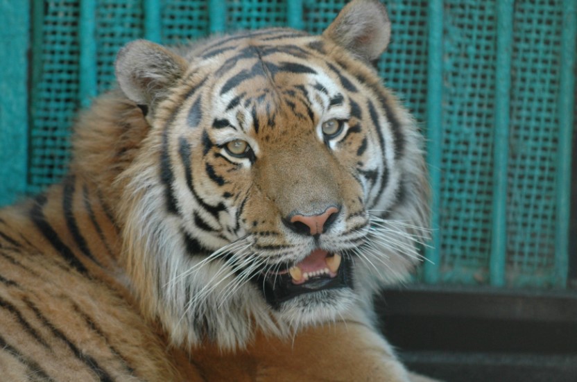 Тигры Оззи и Бритни стали самыми красивыми в липецком зоопарке