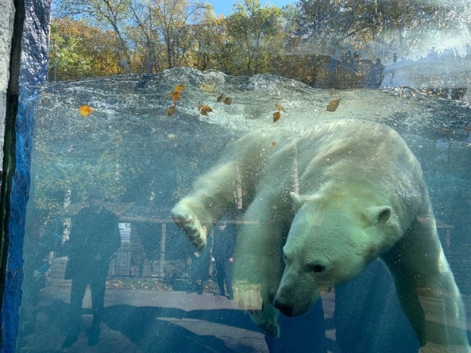 Белый медведь Алмаз поселился в хабаровском зоосаде