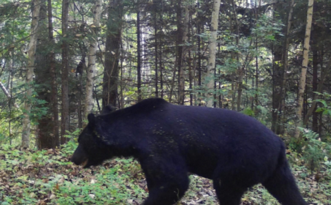 Сборщик кедровых шишек в Приморье выжил после нападения медведя