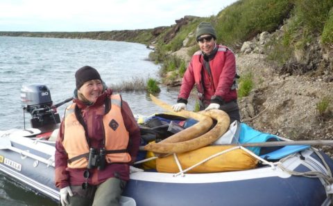 Останки самого молодого мамонта обнаружили на Чукотке