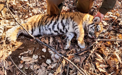 Угодившего в капкан тигрёнка спасли в Приморском крае