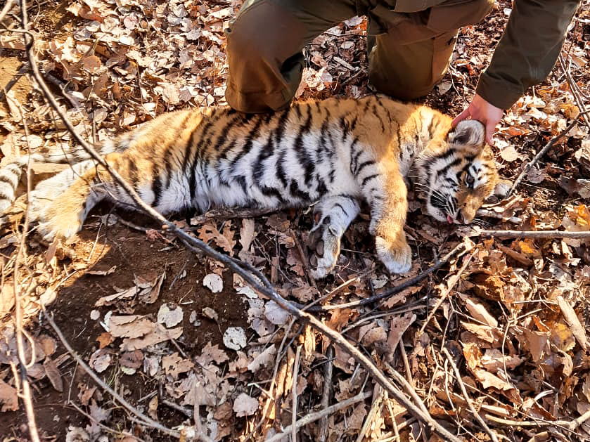 Угодившего в капкан тигрёнка спасли в Приморском крае