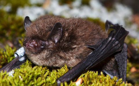 Краснокнижная летучая мышь пробралась в нацпарк «Земля леопарда»