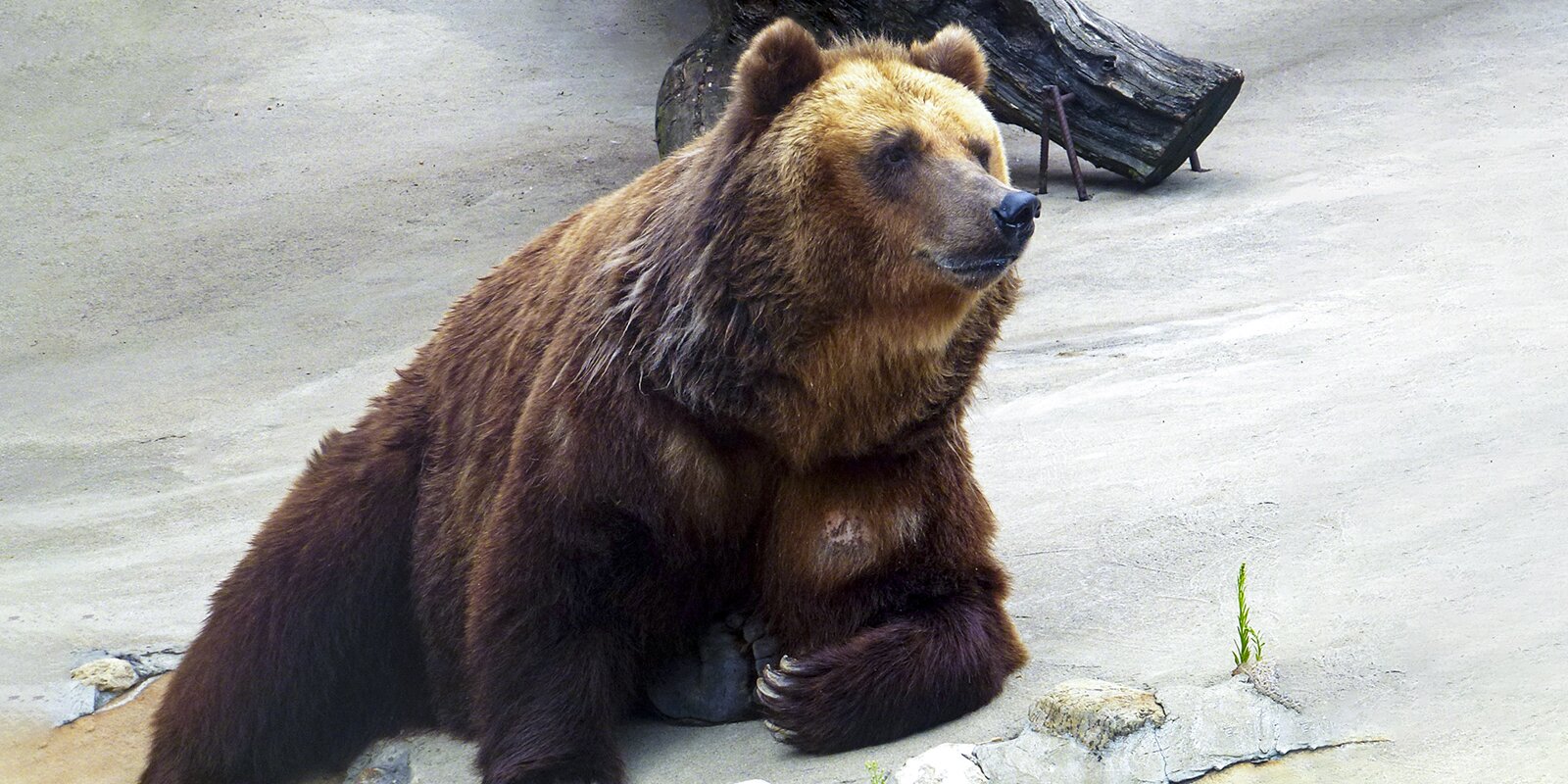 Медведей в Московском зоопарке готовят к зиме