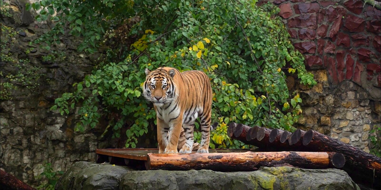 Игривый тигр Степан поселился в Московском зоопарке