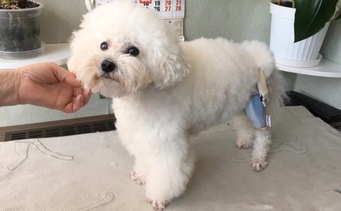 Легкие и дышащие ортезы для животных разработали в технопарке «Слава»