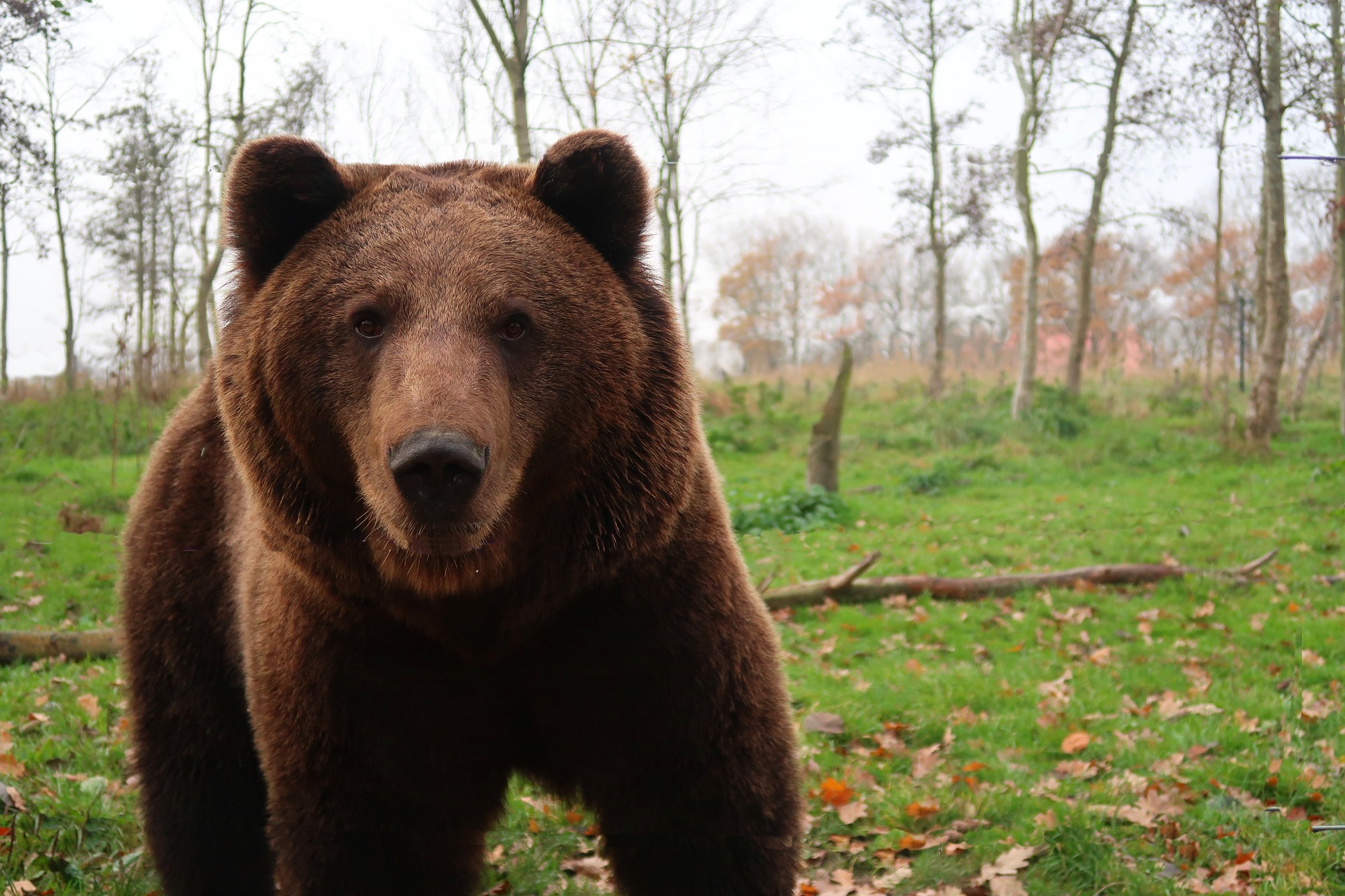 Жители Тюменской области подверглись атаке дикого медведя