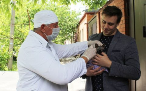 Домашних животных привьют от бешенства в Ростове-на-Дону
