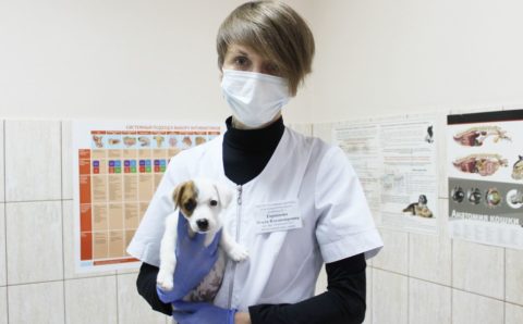 В Ростовской области стала доступна льготная стерилизация домашних животных