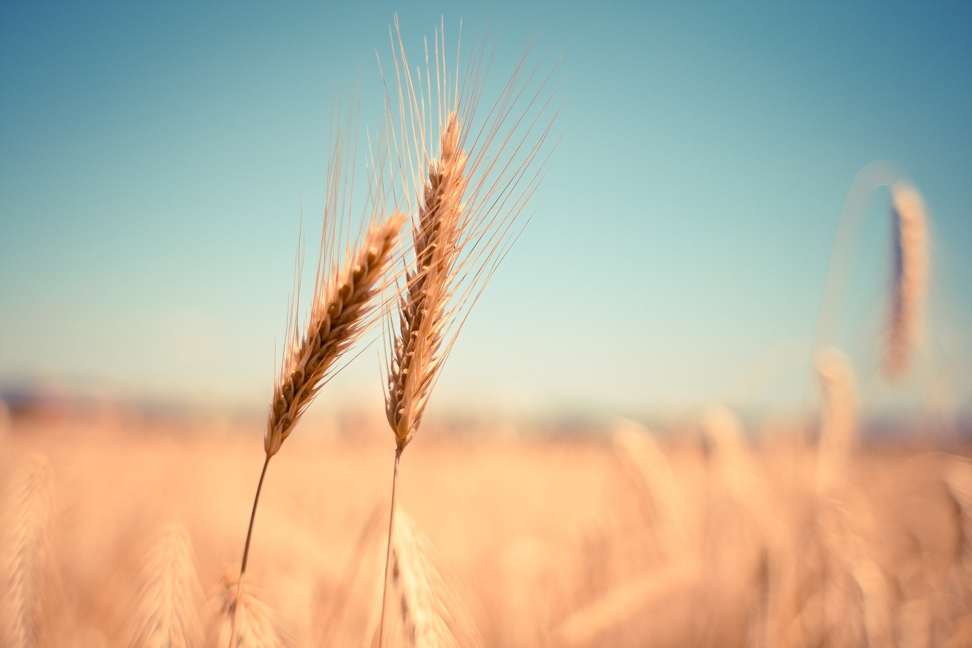 В Тамбовской области собрали четыре миллиона тонн зерна