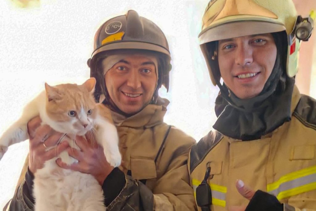 Хабаровские пожарные спасли от гибели в огне котика