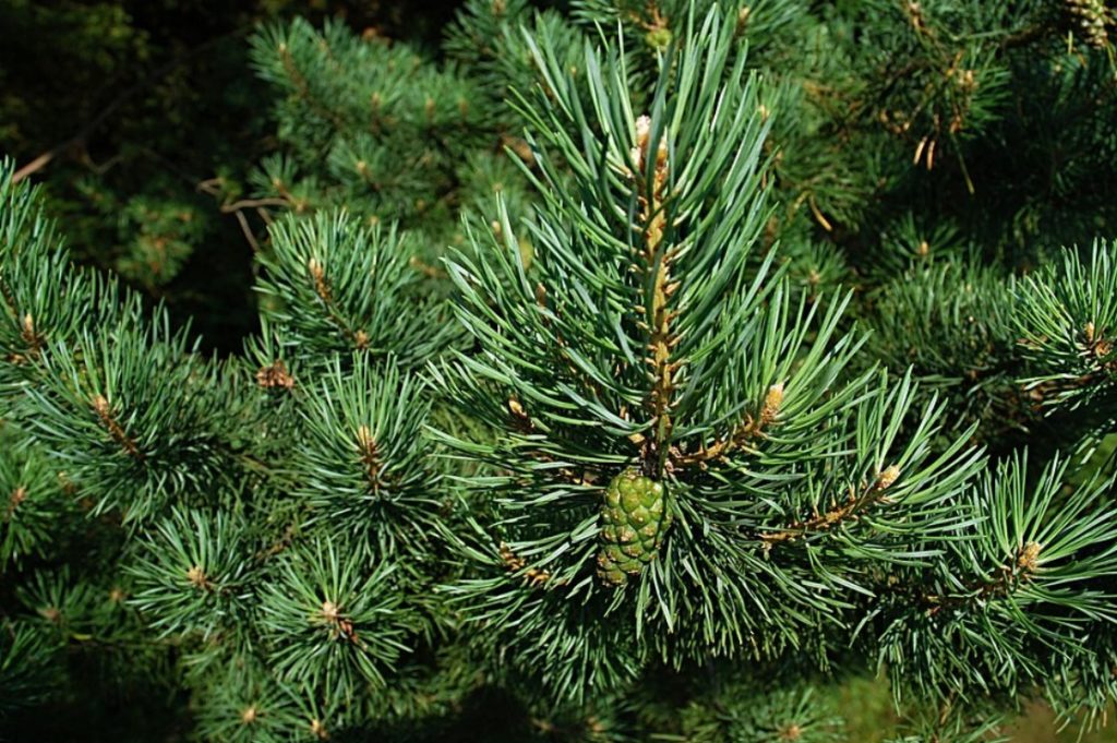 Одна из улиц в центре Читы стала «хвойной»