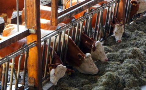 Тюменским агропредприятиям, пострадавшим от засухи, выделят 550 млн рублей