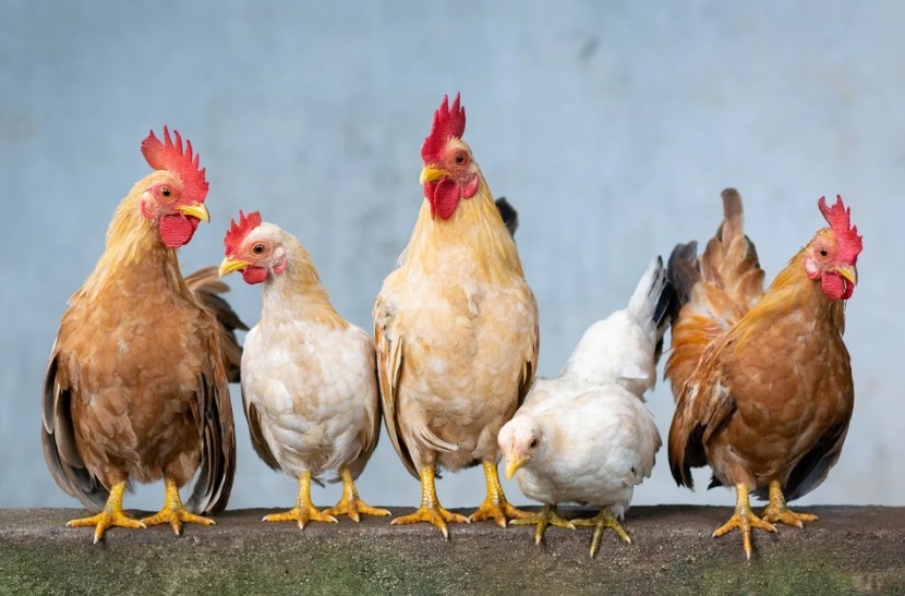 Крупнейшую тюменскую птицефабрику закрыли на карантин