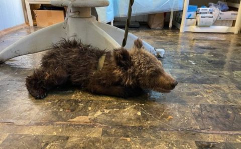 Ветеринары Челябинска борются за жизнь медвежонка