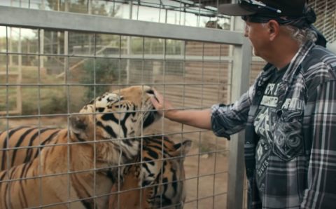 Вышел трейлер второго сезона документального сериала «Король тигров»